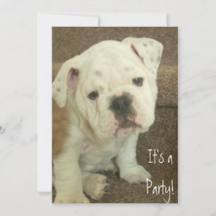 English Bulldog Welpe Invasion Party Einladung