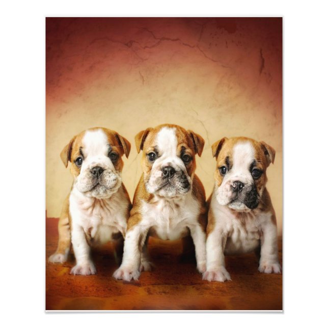 English Bulldog Welpen wirklich Niedlich Fotodruck (Vorne)
