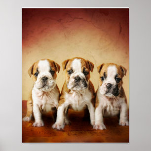 English Bulldog Welpen wirklich Niedlich Poster