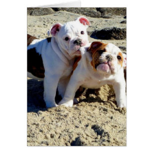 English Bulldogs Puppy Liebe!