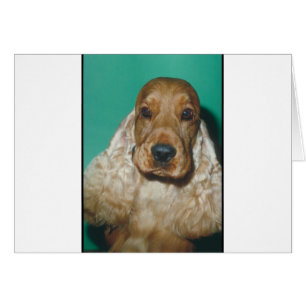 English Cocker Spanel