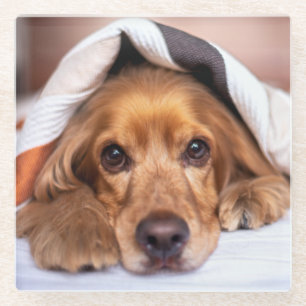 English Cocker Spanel Dog Glasuntersetzer