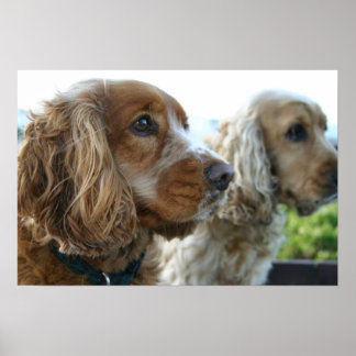 English Cocker Spanel Dog Poster