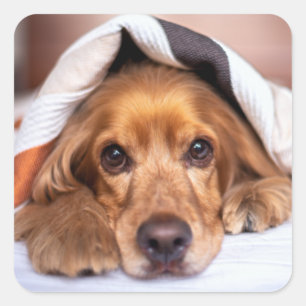 English Cocker Spanel Dog Quadratischer Aufkleber
