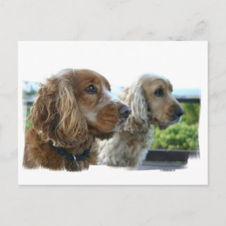 English Cocker Spanisch Postcard Postkarte