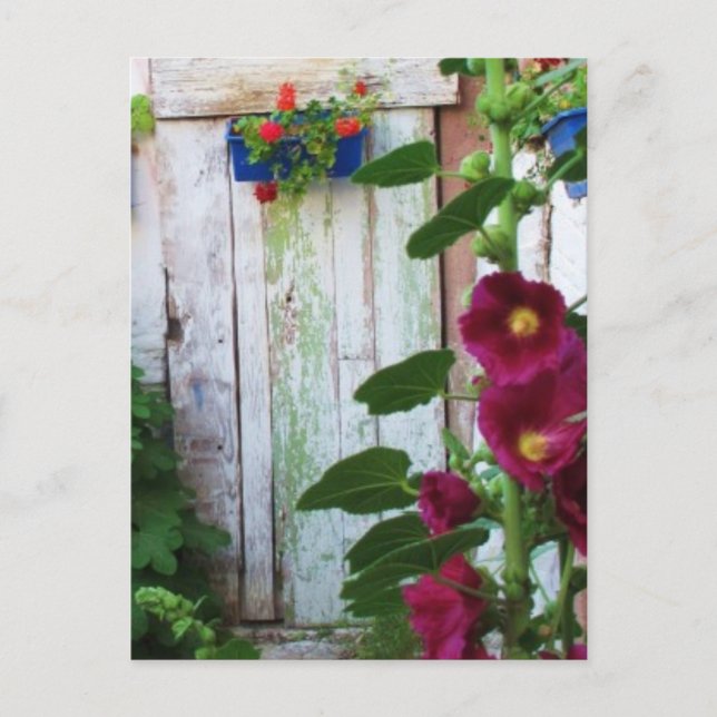 English Garden Hollyhocks und Blume Postkarte (Vorderseite)