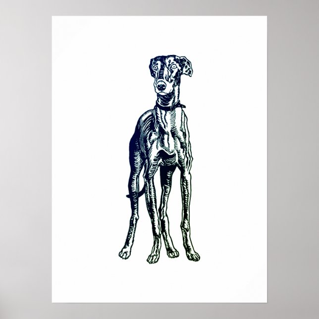English Greyhound Breed Poster (Vorne)