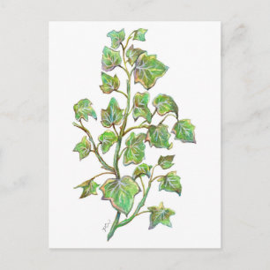 English Ivy Postkarte