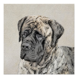 English Mastiff (Brindle) Malerei - Dog Art Poster