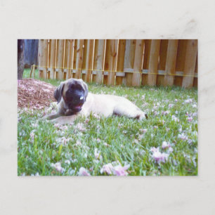 English Mastiff Dog Breed Postcards Postkarte