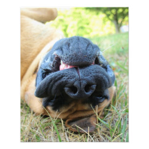 English Mastiff dog lächeln - Foto
