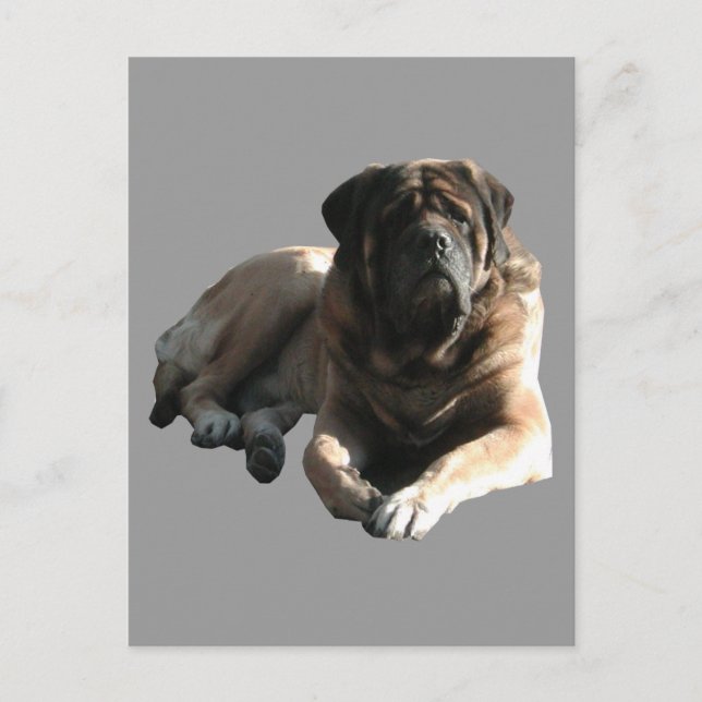 English Mastiff große Dogge  Postkarte (Vorderseite)