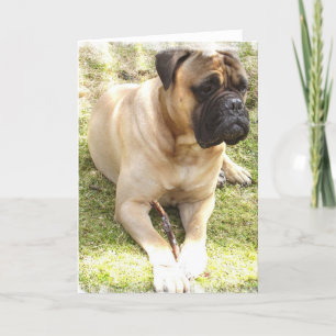 English Mastiff Grußkarte Karte