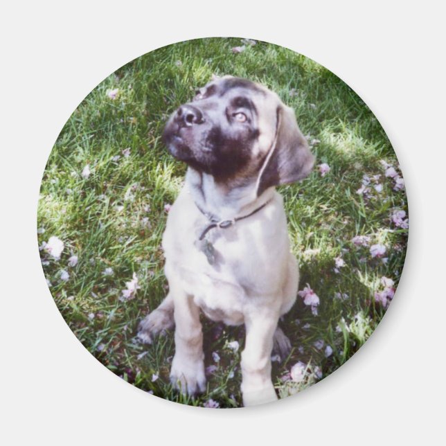 English Mastiff Magnets Magnet (Vorne)