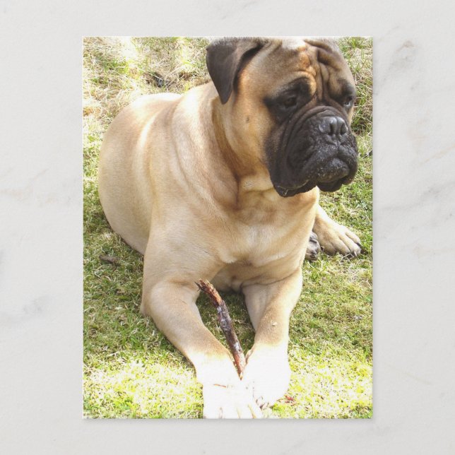 English Mastiff Postcard Postkarte (Vorderseite)