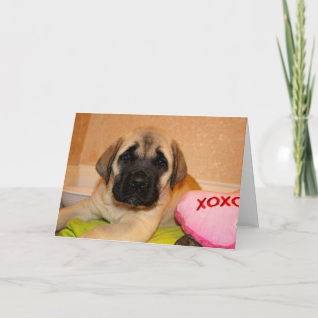 English Mastiff Puppy Valentine Card Feiertagskarte (Vorderseite)