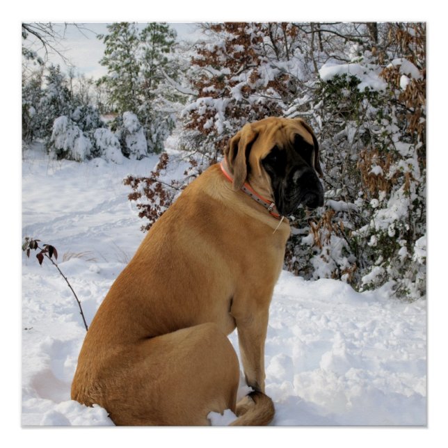 English Mastiff Snow Pose Poster (Vorderseite)