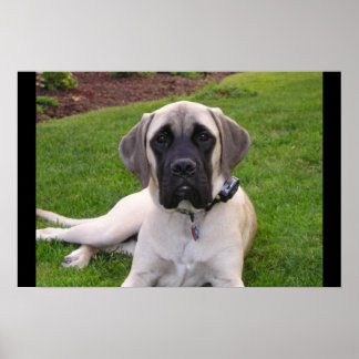 English Mastiff Welppy Poster