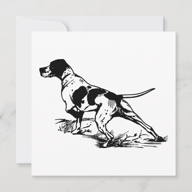 English Pointer (Vorderseite)