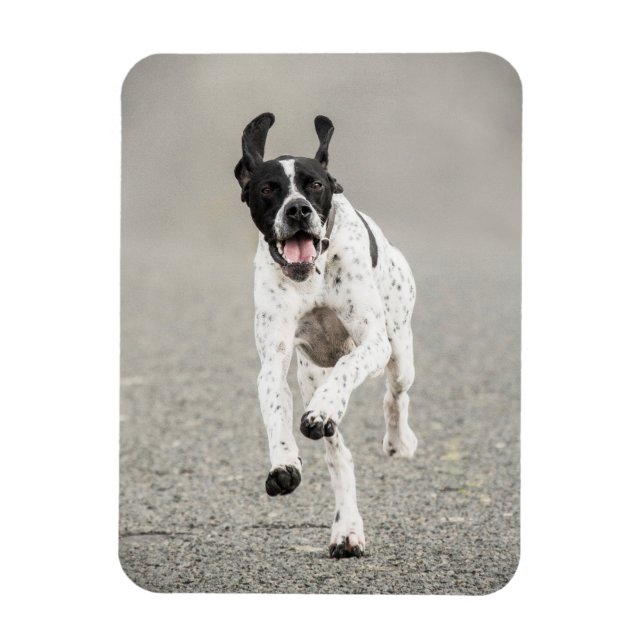 English Pointer Magnet (Vertikal)