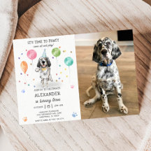 English Setter Pawty Doppy Welpe Birthday Blue Fot