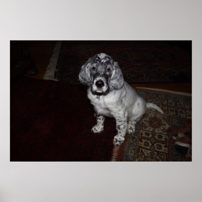 English Setter Poster (Vorne)