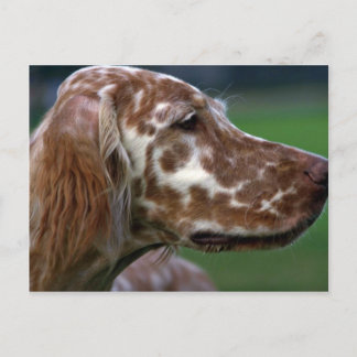 English Setter Postkarte