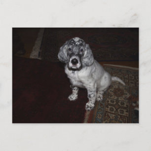 English Setter Postkarte