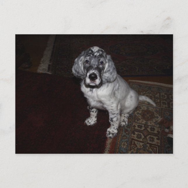 English Setter Postkarte (Vorderseite)