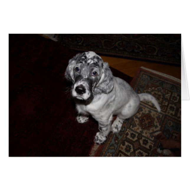 English Setter Puppy (Vorderseite (Horizontal))