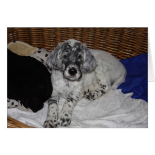 English Setter Puppy