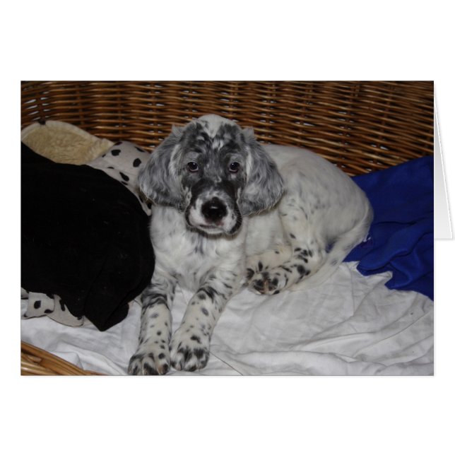 English Setter Puppy (Vorderseite (Horizontal))