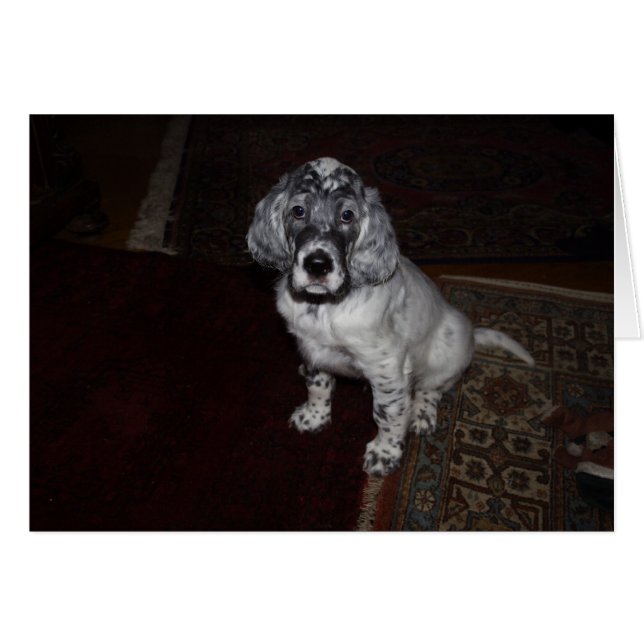 English Setter Puppy (Vorderseite (Horizontal))