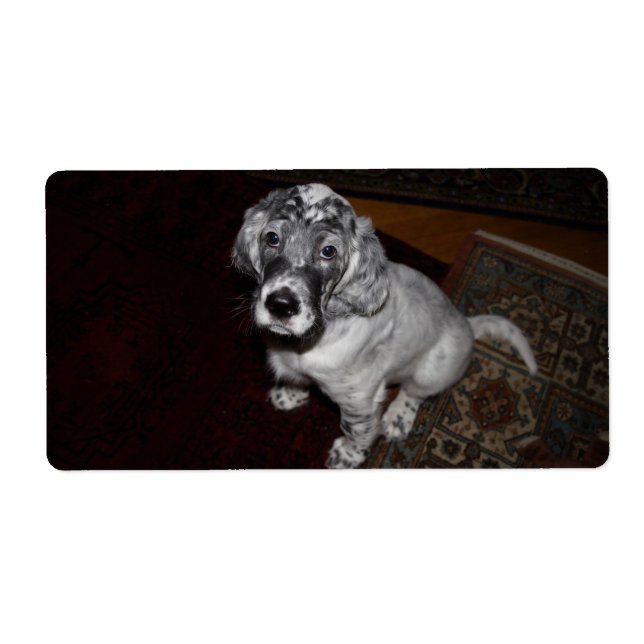 English Setter Puppy (Vorne)
