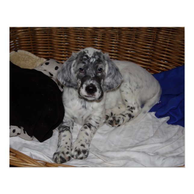 English Setter Puppy Poster (Vorderseite)