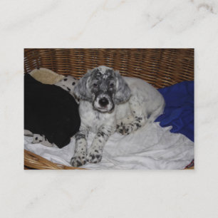 English Setter Puppy Visitenkarte