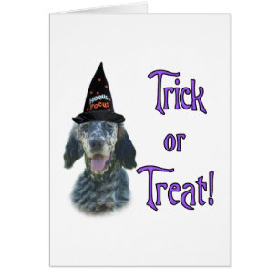 English Setter Trick