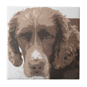 English Springer Fliese