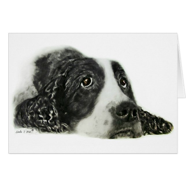 English Springer Spanel (Vorderseite (Horizontal))