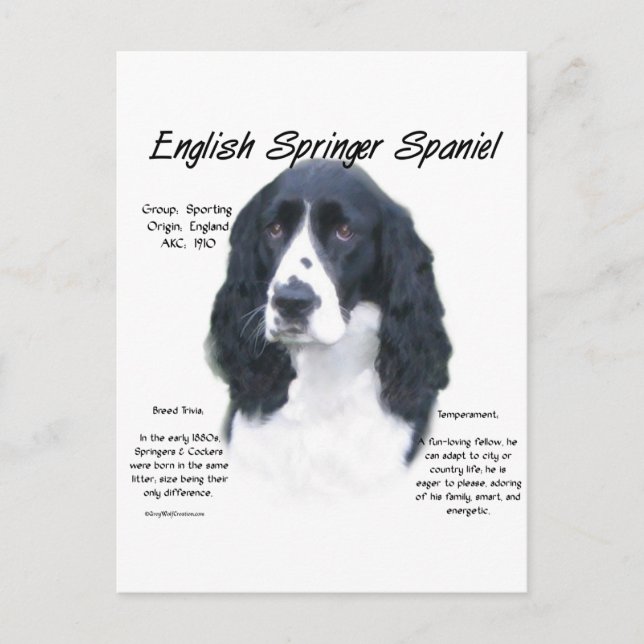 English Springer Spanel (blk) History Design Postkarte (Vorderseite)