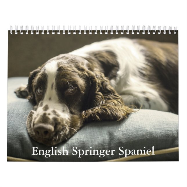 English Springer Spanel Calendar Kalender (Titelbild)