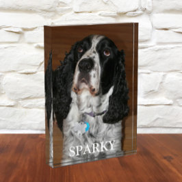 English Springer Spanel Dog Portrait Fotoblock