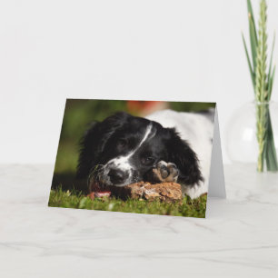English Springer Spanel Karte