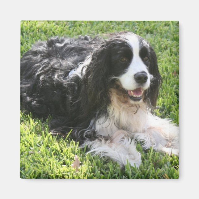 English Springer Spanel Magnet (Vorne)