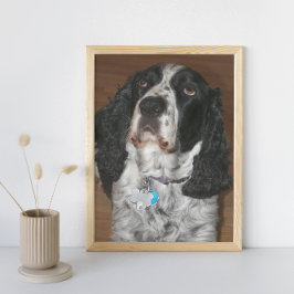 English Springer Spanel Pet Dog Fotodruck