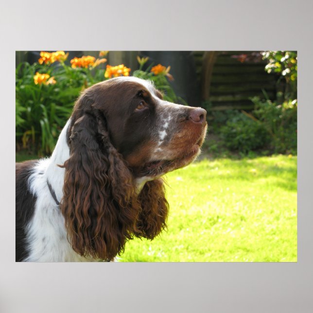 English Springer Spanel Poster (Vorne)