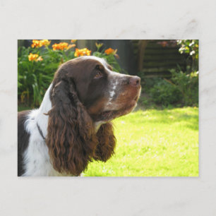 English Springer Spanel Postkarte