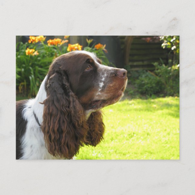 English Springer Spanel Postkarte (Vorderseite)