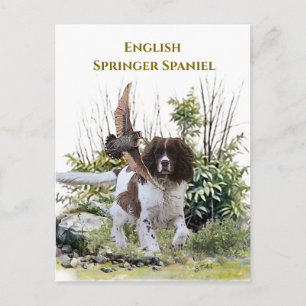 English Springer Spanel Postkarte