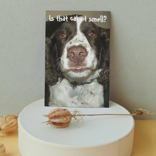 English Springer Spaniel Dog Funny Birthday Karte (In Situ)